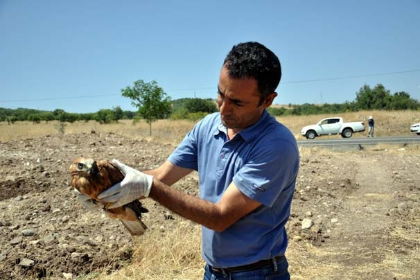 Tunceli'de kızıl şahin bulundu