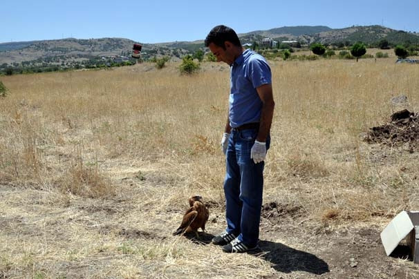 Tunceli'de kızıl şahin bulundu