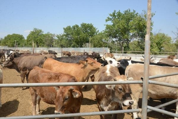 Kurbanlık fiyatları zamlanıyor