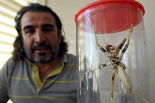 Piknikçiler buldu, uzmanlar şaştı kaldı
