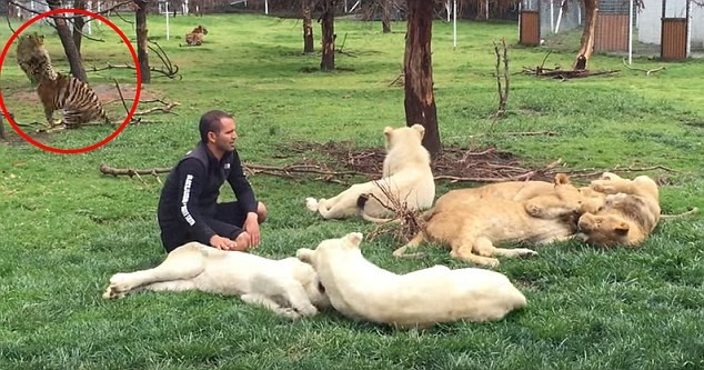 Leopar saldırısından, kaplan kurtardı !