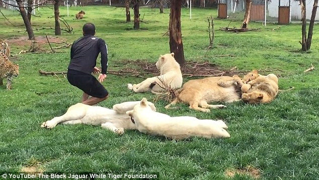 Leopar saldırısından, kaplan kurtardı !