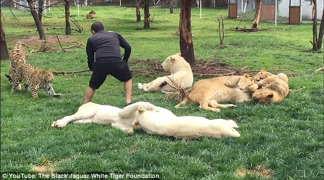 Leopar saldırısından, kaplan kurtardı !