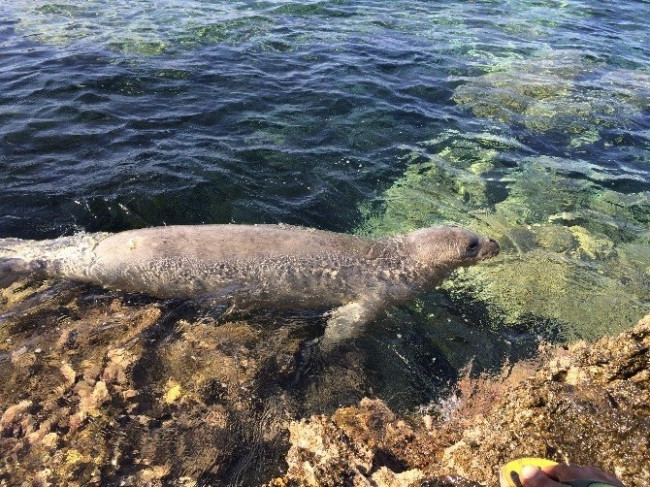 Plajda ortaya çıkan fok herkesi şaşırttı