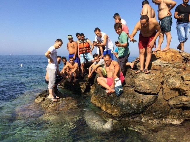 Plajda ortaya çıkan fok herkesi şaşırttı