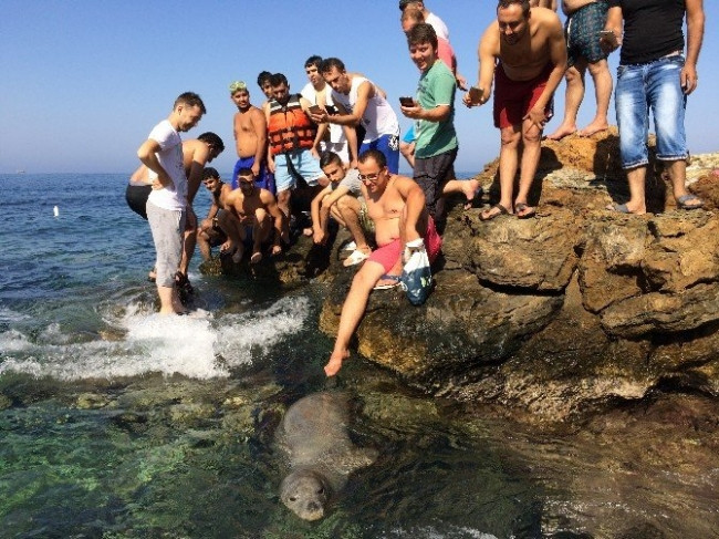 Plajda ortaya çıkan fok herkesi şaşırttı