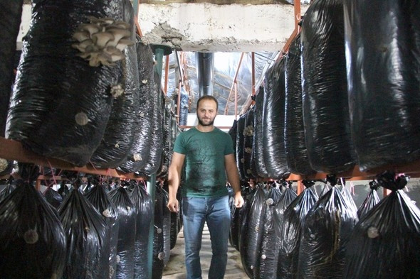 İşçiliği bıraktı mantar üretiyor