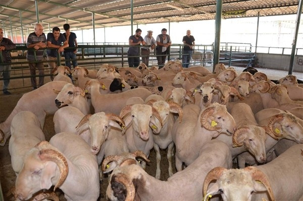 Kurbanı nefesini dinleyerek seçin