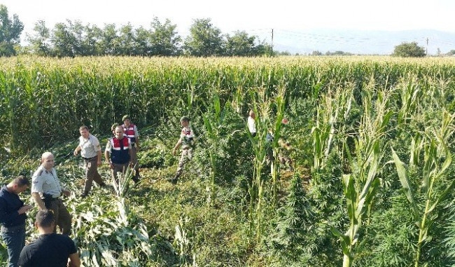 Zehir tacirleri bunu da yaptı !