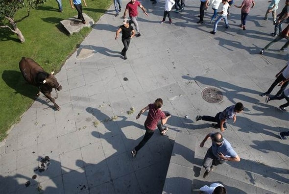 Kaçan boğa AVM bahçesine girdi