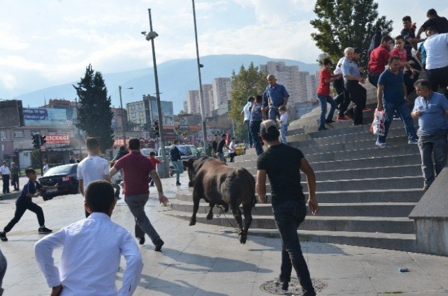 Kaçan boğa AVM bahçesine girdi