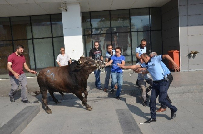 Kaçan boğa AVM bahçesine girdi