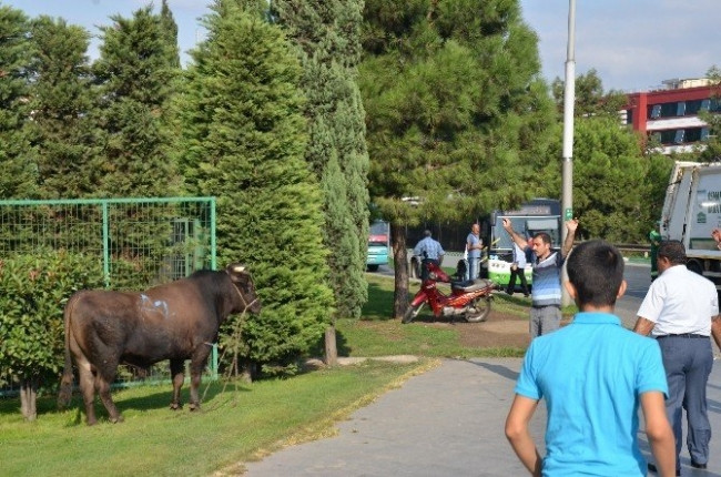 Kaçan boğa AVM bahçesine girdi