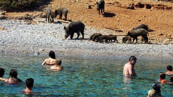 Tatilciler Bodrum'da korkudan sahile çıkamadı