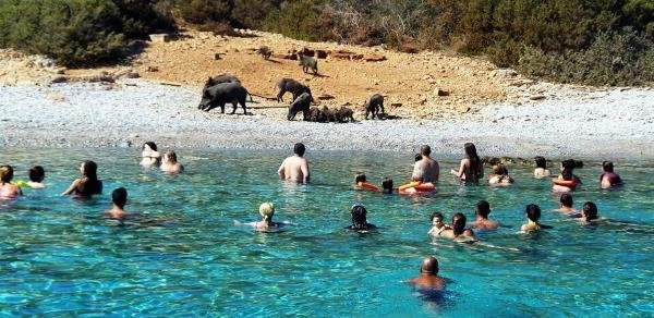 Tatilciler Bodrum'da korkudan sahile çıkamadı