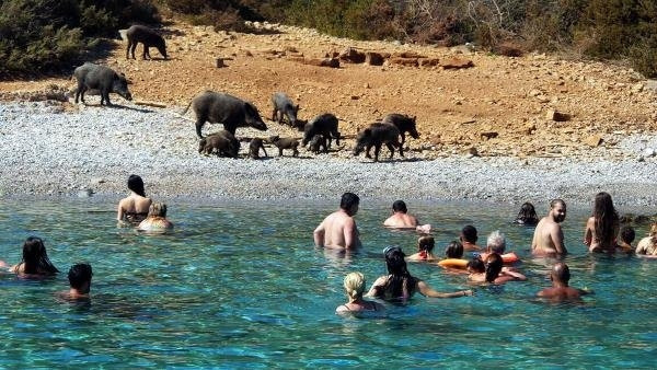 Tatilciler Bodrum'da korkudan sahile çıkamadı
