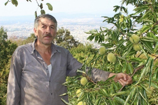 Katil arılar 20 bin ağacı kuruttu !