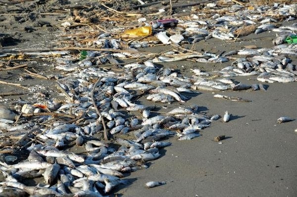 Mersin'de onbinlerce balık sahile vurdu