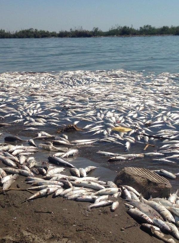 Mersin'de onbinlerce balık sahile vurdu