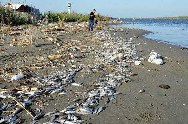 Mersin'de onbinlerce balık sahile vurdu