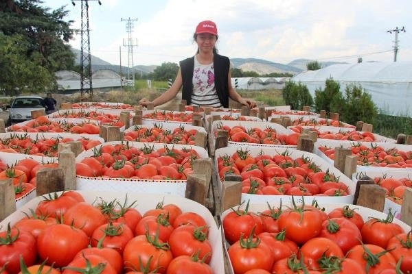 Köydeki kooperatif, 30 milyonluk domates satıyor !