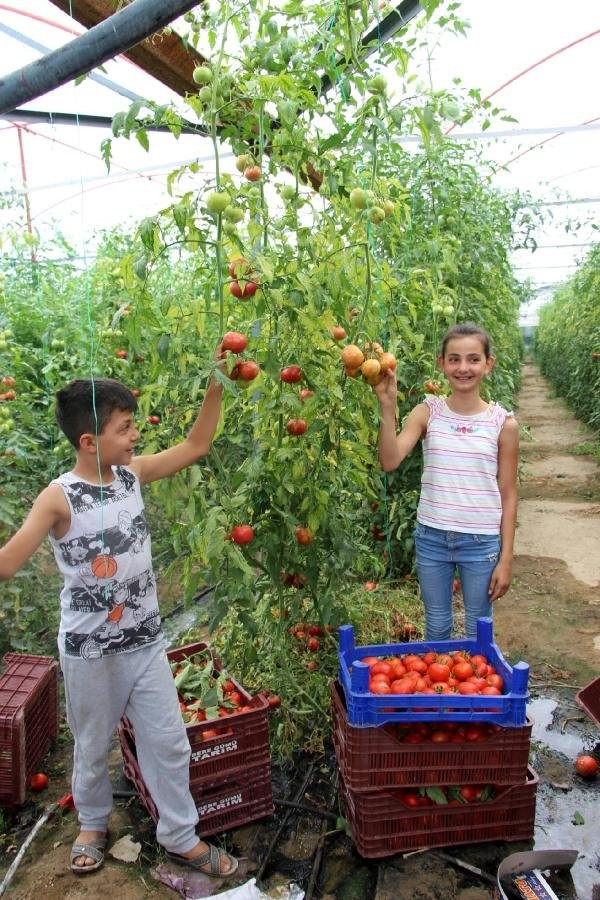Köydeki kooperatif, 30 milyonluk domates satıyor !