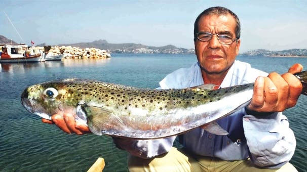 İzmir Körfezi'nden balon balığı çıktı