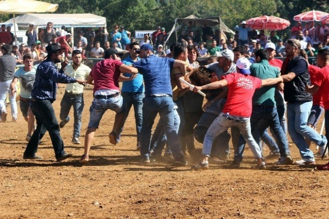 Boğalar bir yanda, sahipleri bir yanda güreşti !