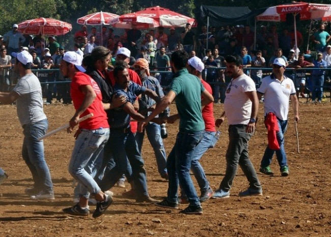 Boğalar bir yanda, sahipleri bir yanda güreşti !