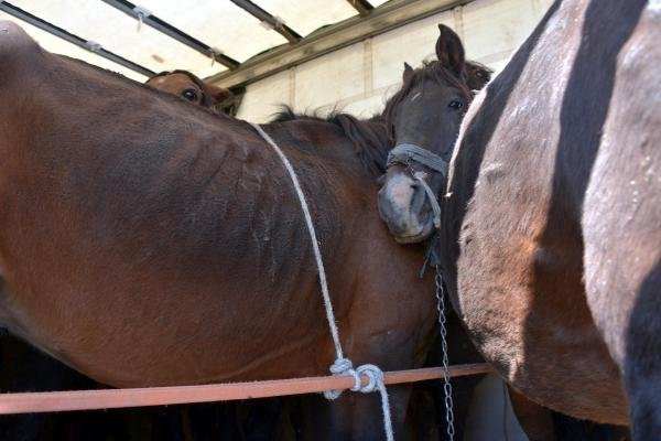 Durdurulan TIR'dan 35 tane at çıktı