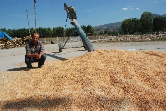 Çiftçinin çaldırdığı mısırlar bulundu