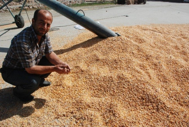 Çiftçinin çaldırdığı mısırlar bulundu