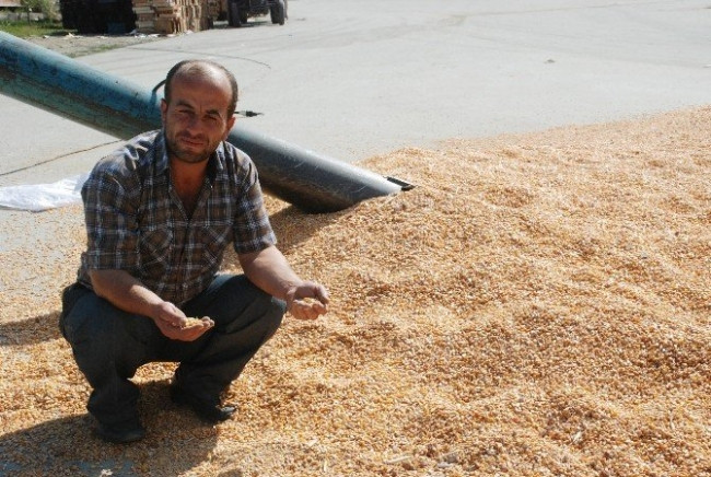 Çiftçinin çaldırdığı mısırlar bulundu