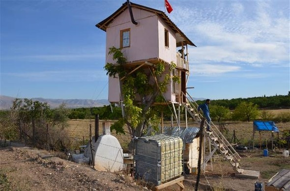 Ceviz ağacına iki katlı ev yaptı