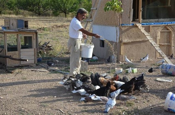 Ceviz ağacına iki katlı ev yaptı