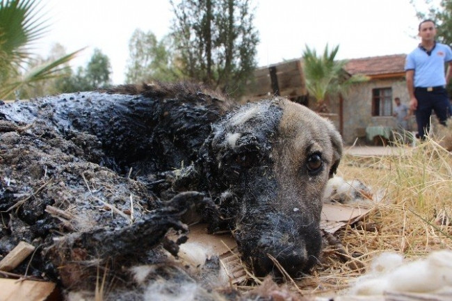 Zifte Giren Köpek Kurtarıldı