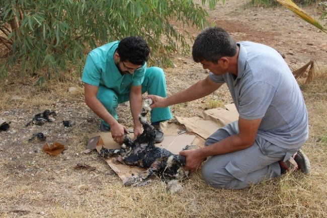 Zifte Giren Köpek Kurtarıldı