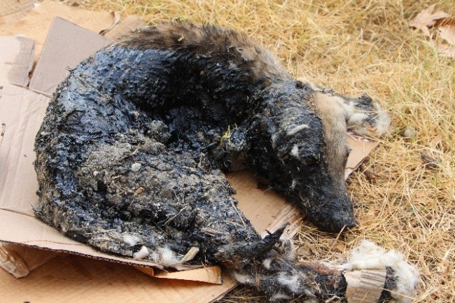Zifte Giren Köpek Kurtarıldı