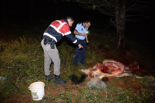 Uludağ eteklerinde at kesimine suçüstü