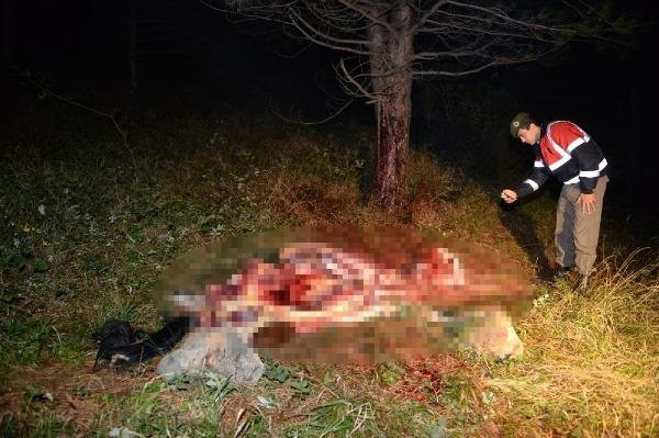 Uludağ eteklerinde at kesimine suçüstü