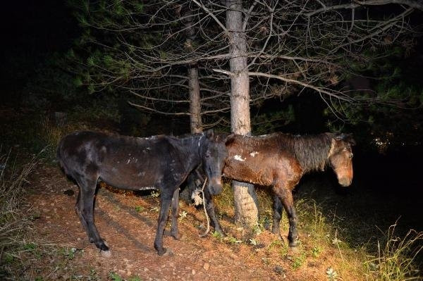 Uludağ eteklerinde at kesimine suçüstü