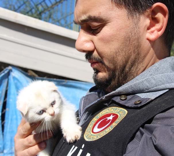 Gümrükte yakalanan kediler ihaleyle satılacak