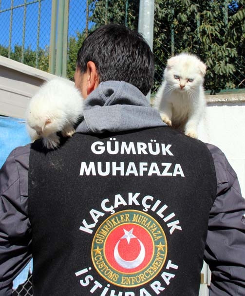 Gümrükte yakalanan kediler ihaleyle satılacak
