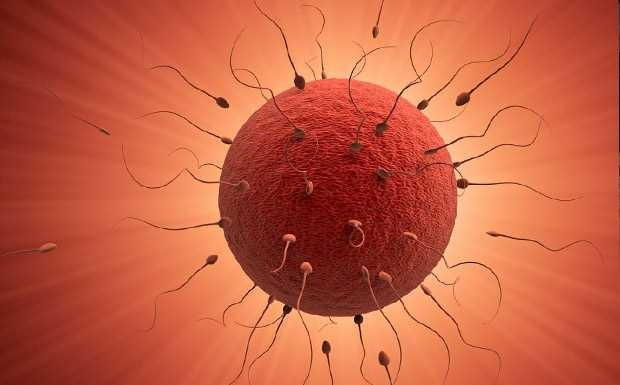 Bilim insanları kök hücreden yumurta elde etti