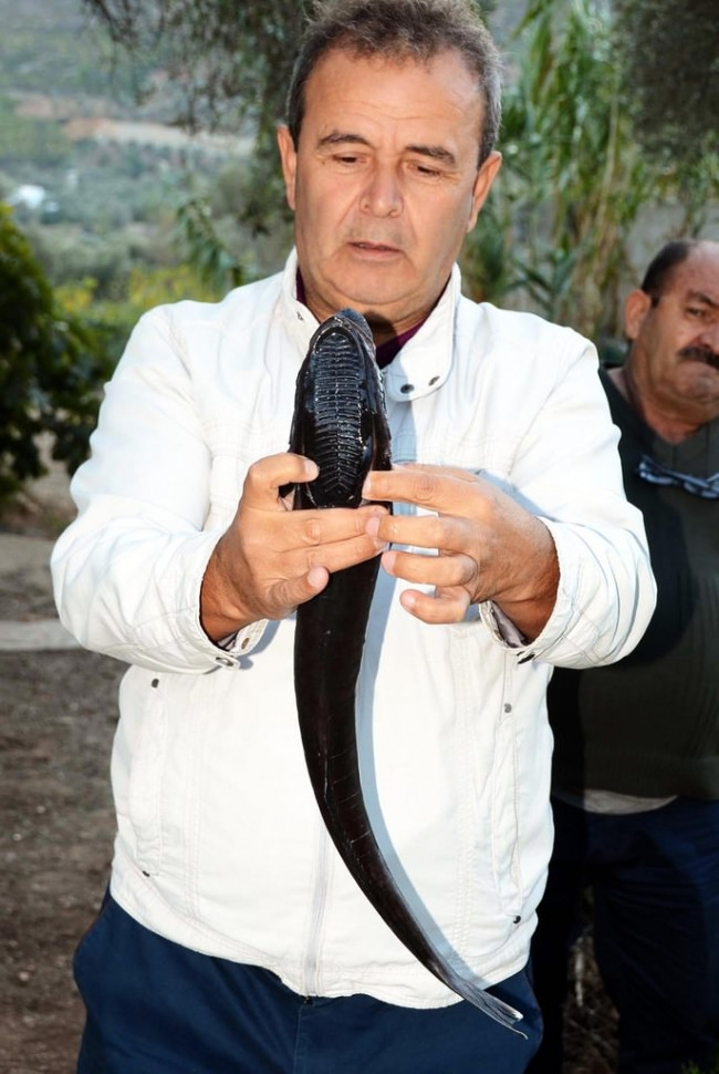Bodrum'da vantuz balığı yakalandı