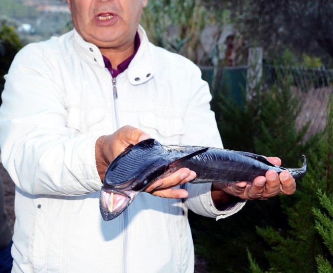 Bodrum'da vantuz balığı yakalandı