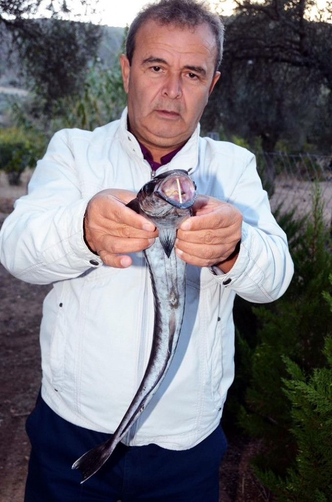Bodrum'da vantuz balığı yakalandı