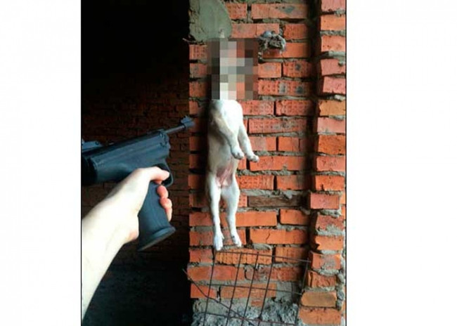 Sokak hayvanlarına işkence yapan kadın tutuklandı