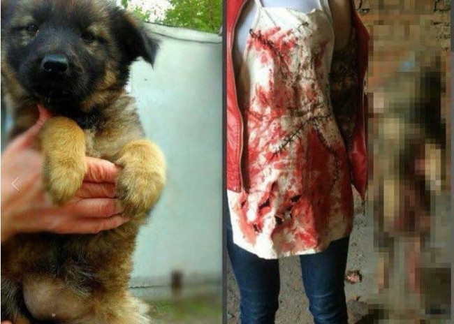 Sokak hayvanlarına işkence yapan kadın tutuklandı