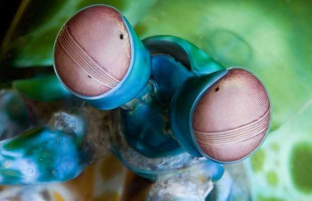 Gökyüzünde aradığımız ''uzaylı'' Dünya'da bulun